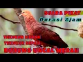 Download Lagu Tekukur merah - Suara burung uncal merah durasi panjang 2 jam | tekukur sepah