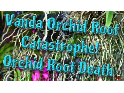 VANDA ORCHID ROOT DEATH!