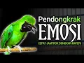 Download Lagu EMOSI !! CUCAK IJO GACOR NGEPLONG BONGKAR MATERI, PANCINGAN DAN MASTERAN CUCAK IJO SEMAKIN BUNYI