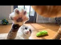A Day in the Life Through My Cat s Eyes