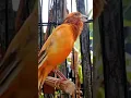 Download Lagu Canary lokal gacor full speed tembakan#kenarigacor #canary#canario#canaris#canarising