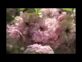 Melody. Myroslav Skoryk (from the movie "The High Pass") / Мелодія. Мирослав Скорик
