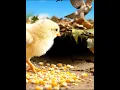 Download Lagu The CHICK had no idea who was behind but will the chick escape? 🤔🤔#shorts #short #viral #trending