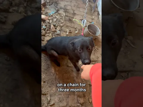 What’s happening to the dog!?