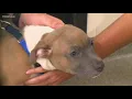 Connecticut animal shelter laws change for the better