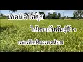 Download Lagu ปุ๋ยกับพันธุ์ข้าวที่ควรรู้