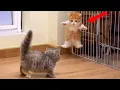 DRAMATIC Cats Freaking Out at Every Little Thing Funny Cat s