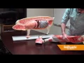 Animal Science - Pig Model
