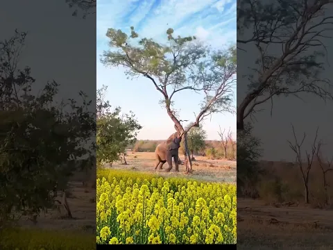 Turn into an elephant # Easy to shoot with a snap # I'm shooting special effects on Douyin