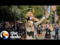 Hundreds Of Dogs Dressed Up For NYC s Cutest Parade Ever The Dodo