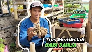 tips dividing dan tanam umbi dahlia tubers 