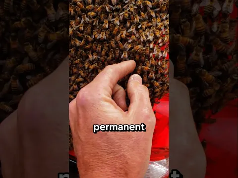 Bees Took Over This Man's Car Tail Light 🐝... Watch What He Does!