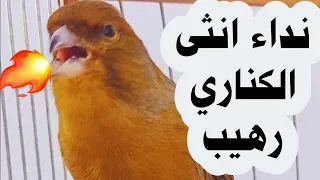 نداء انثى طائر الكناري رهيب  دندنها