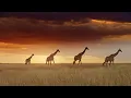 Download Lagu Earth's Serenade - Harmonica - Tranquil Nature Music
