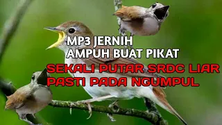 suara pikat srdc paling ampuh buktikan sendiri