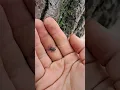 jumping spider at Indiana Dunes National Park