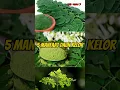 Download Lagu 5 manfaat daun kelor bagi kesehatan#faktamenarik#faktaunik#kesehatan#faktatumbuhan