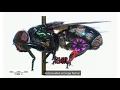 Identification of Adult Flies Calliphoridae