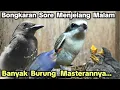 Lagu Banyak Burung MASTERANNYA... BONGKARAN SORE MENJELANG MALAM‼️