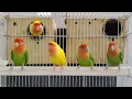 Download Lagu Lovebirds agapornis sounds