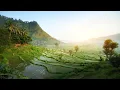 Download Lagu Seruling Sunda Dengan Suasana Pedesaan Tempo Dulu | The Best Relaxation Music in Java