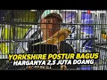Download Lagu APAKAH POSTUR KENARI SEPERTI INI YANG KALIAN CARI⁉️