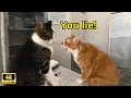 Download Lagu Kucing-kucing Ini Berbicara Bahasa Inggris Lebih Baik Daripada Manusia