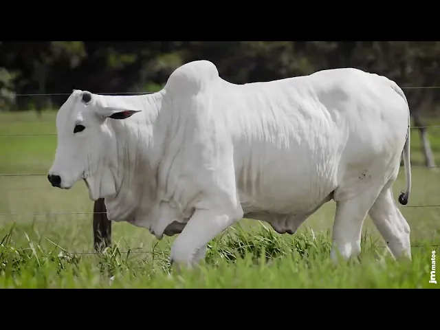 Novilha Nelore AFOM - 5407