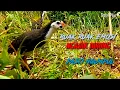 Download Lagu 🔴 Suara ruak ruak panggil teman Emosi ngajak tarung-kawin pasti ngumpul #suarapikatrobiplur