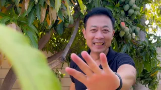 VAN SON 😊 Chia Sẽ Cuối Tuần: Cây Xoài Làm Sao Để Trở Thành Một 'Super Star' Trong khu Vườn Năm Nay