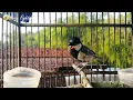 Download Lagu Kicauan Glatik Batu Gacor Fighter, 100% TERAMPUH Cepat Bikin Glatik Lain BUNYI GACOR