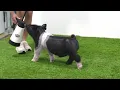 Flatland Showpigs TNSS Pig Sale XB 7-3