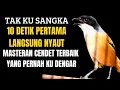 Download Lagu Masteran CENDET gacor full isian super mewah | Bongkar Isian mewah CENDET gacor