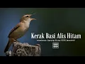 Download Lagu Masteran Burung Kerak Basi Alis Hitam JOOSSH!