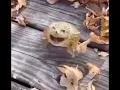 Download Lagu Jumping frog