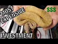 MOST EXPENSIVE SNAKE INVESTMENT 6 SUNSETS REVEALED BALL PYTHONS