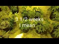 Animal Cookies Last Shaping Before Flower Indoor Promised Land Link in the Description