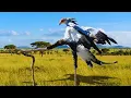Lagu 30 Most Unique \u0026 Beautiful Birds on Earth that You Won’t Believe They're Real