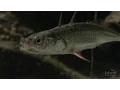 The Making of the Fittest Evolving Switches Evolving Bodies HHMI BioInteractive