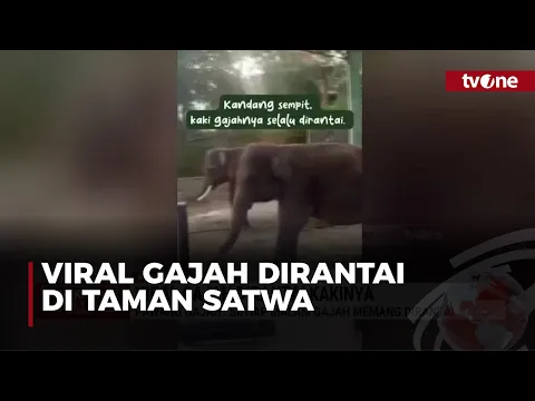 Viral Gajah Kakinya Dirantai, Ini Penjelasan Pawang di Wonogiri