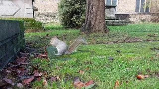 Winter Mindfulness in Nature - Squirrels