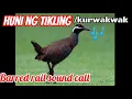 Huni ng Tikling | huni ng Korwakwak | barred rail sound call | ruak ruak sound call