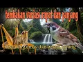 Download Lagu masteran tajam dan jernih belalang emas dan gereja tarung