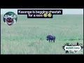 Download Lagu kasongo yeye