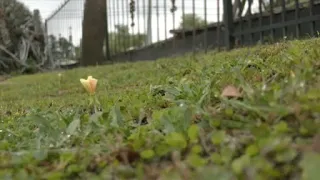 High pollen counts worsen allergy symptoms in Panhandle