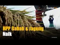 Download Lagu Pemerintah Naikkan Harga Pembelian Gabah dan Jagung | KONTAN News