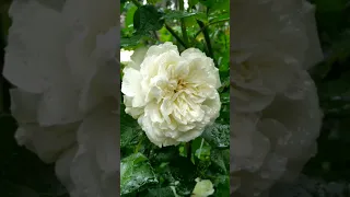 Білі та рожеві троянди 