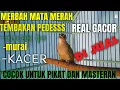 Download Lagu MERBAH MATA MERAH GACOR COCOK UNTUK PIKAT DAN TERAPI BURUNG MERBAH MATA MERAH !!!,...
