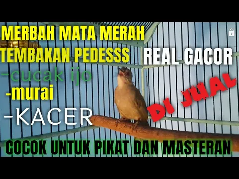 MERBAH MATA MERAH GACOR COCOK UNTUK PIKAT DAN TERAPI BURUNG MERBAH MATA MERAH