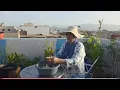 Download Lagu جوج كلبات خاص كايبردوا على قلوبهم